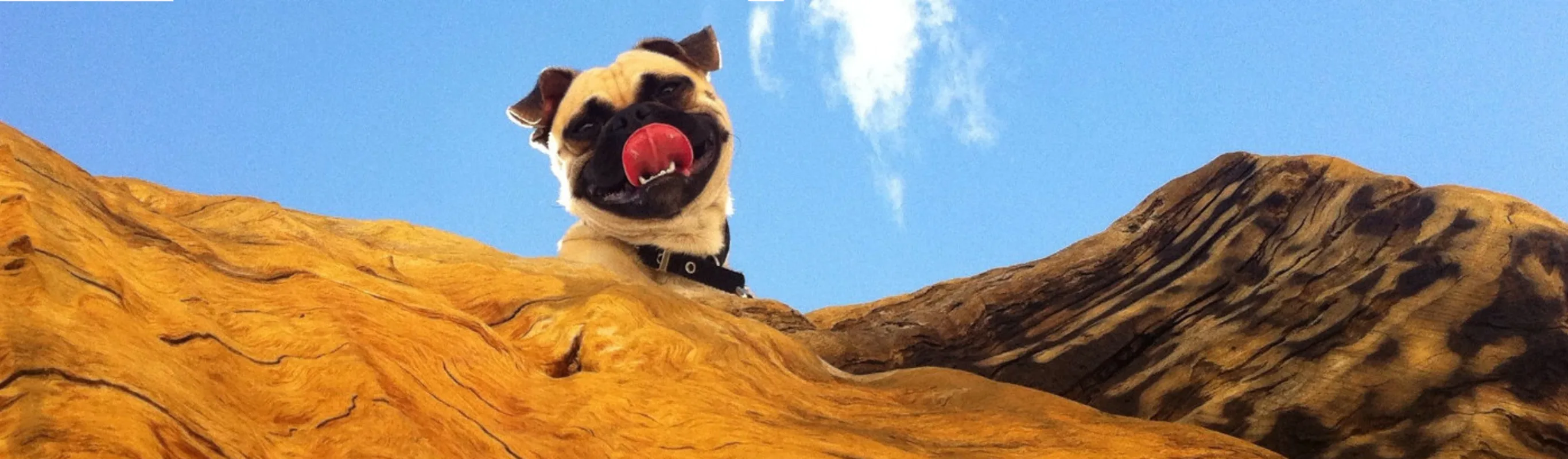 Dog Looking Down In Desert